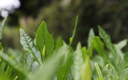 茶葉大國(guó)應(yīng)用，土壤養(yǎng)分檢測(cè)儀可以對(duì)茶葉合理施肥有何等指導(dǎo)作用？