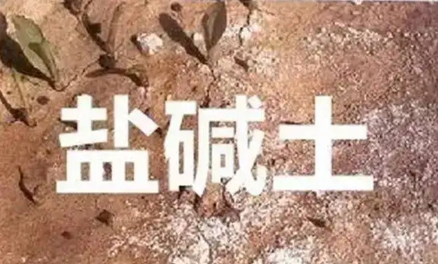 作物為什么生長不健康，用土壤EC計(jì)測測便知