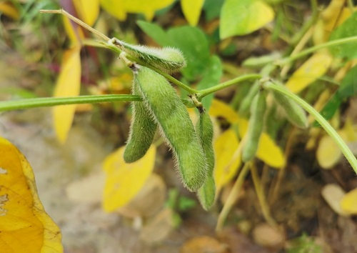 大豆種植不景氣？土壤養(yǎng)分測(cè)試儀找到了新出路
