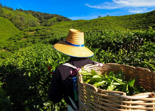 茶園里面的土壤應(yīng)該如何檢測(cè)？利用土壤儀器對(duì)茶園土壤的有效管理