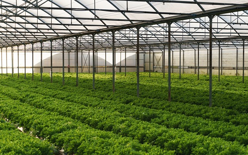 應用土壤EC計改良大棚土壤，蔬菜品質有保障