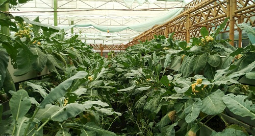 大棚土壤鹽漬化會對蔬菜種植（根、葉、果）帶來哪些危害？